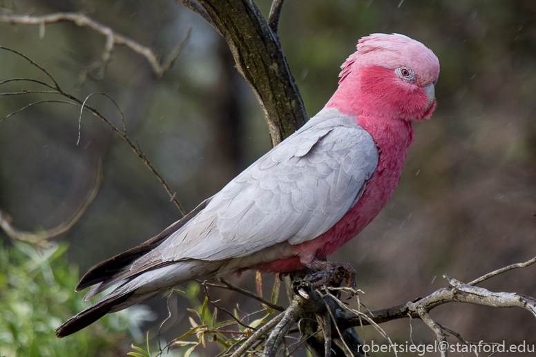 galah